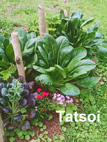 Tatsoi